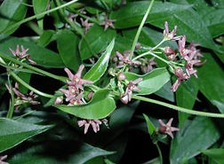 dog-strangling-vine-2-300x225.jpg