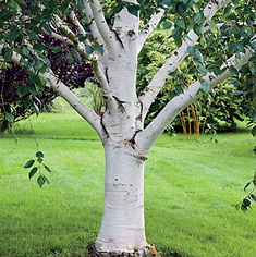 whitebirch.jpg